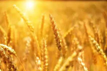Продавам пшеница реколта 2025