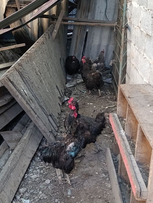 Куры продаются 2 петуха 9курочек