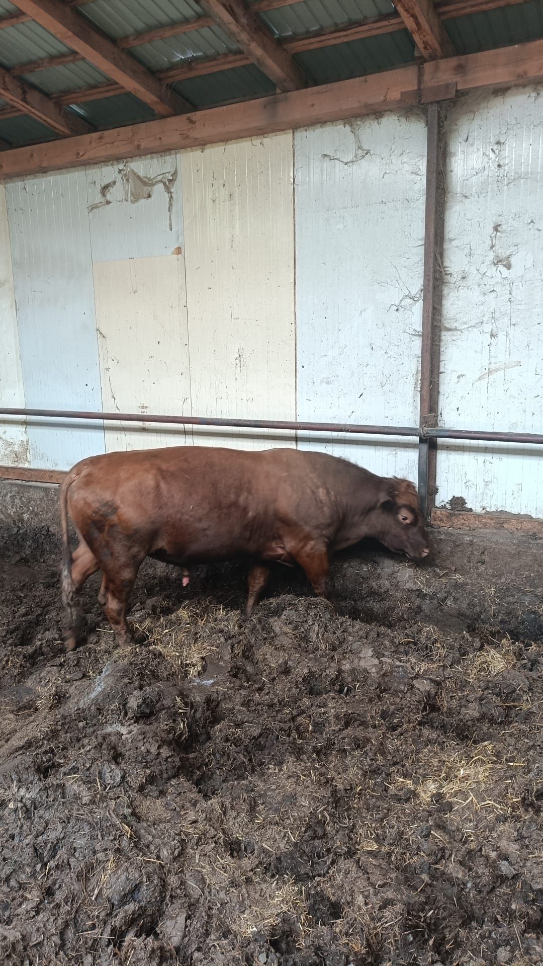 Vand taur aberden angus rosu pentru monta