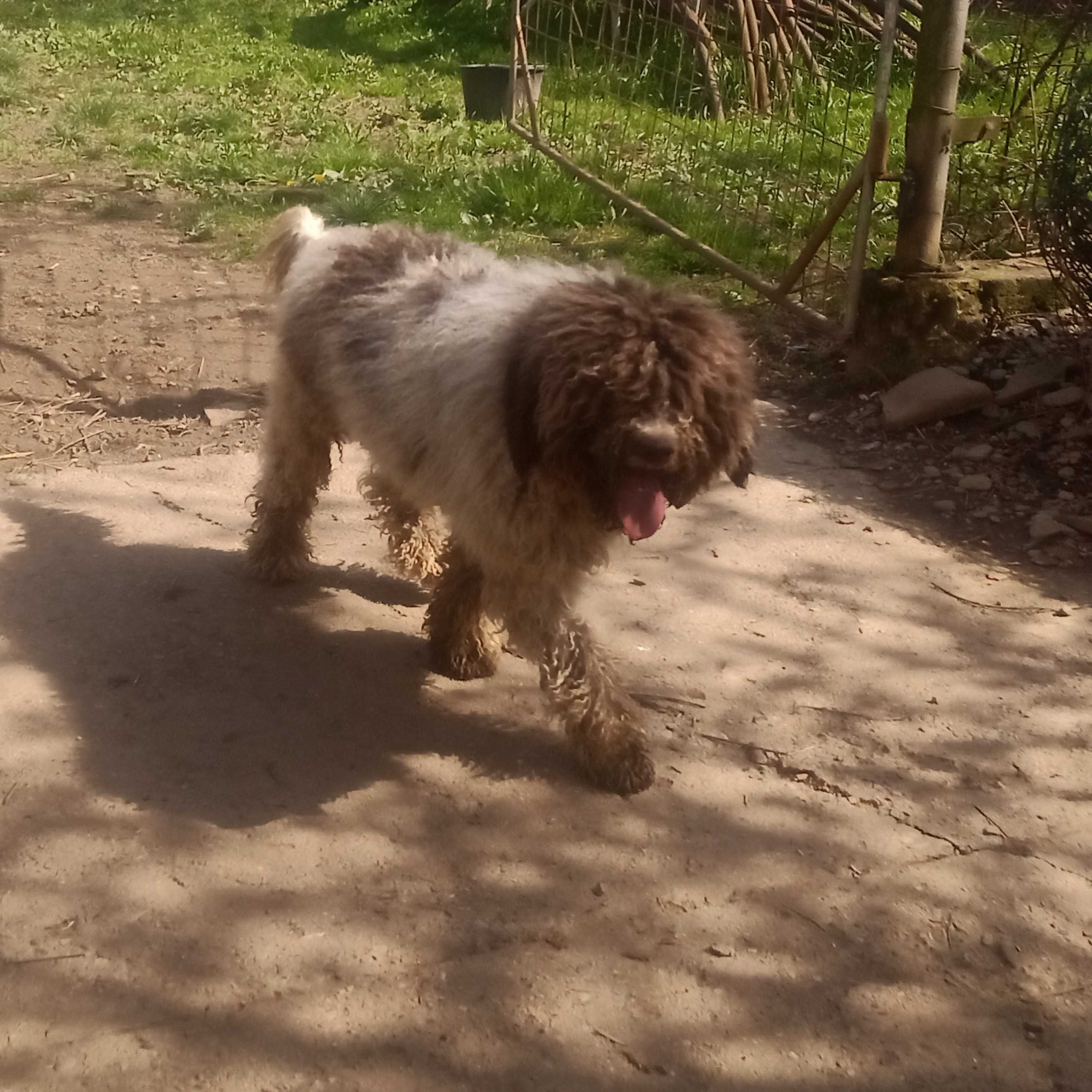 Dresaj canin de trufe