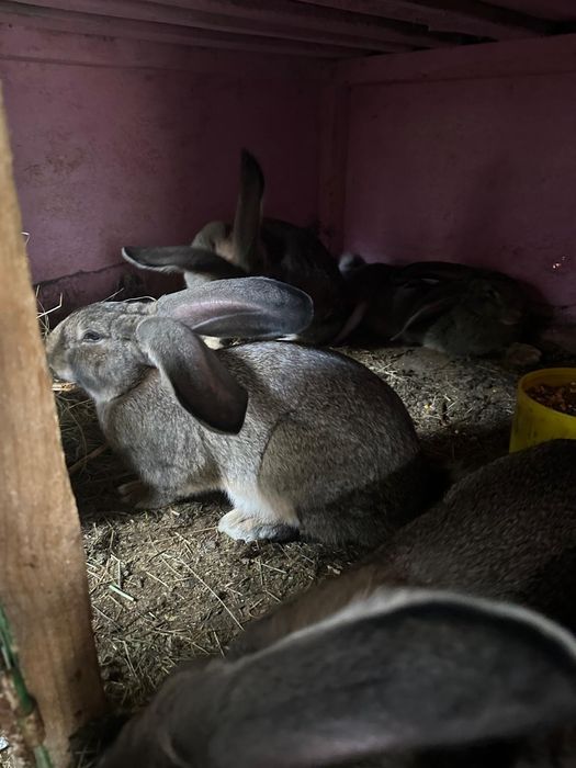 Iepuri urias german la 7 luni