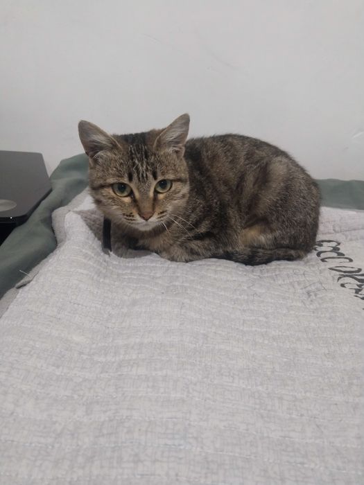 Отдам хорошие руки