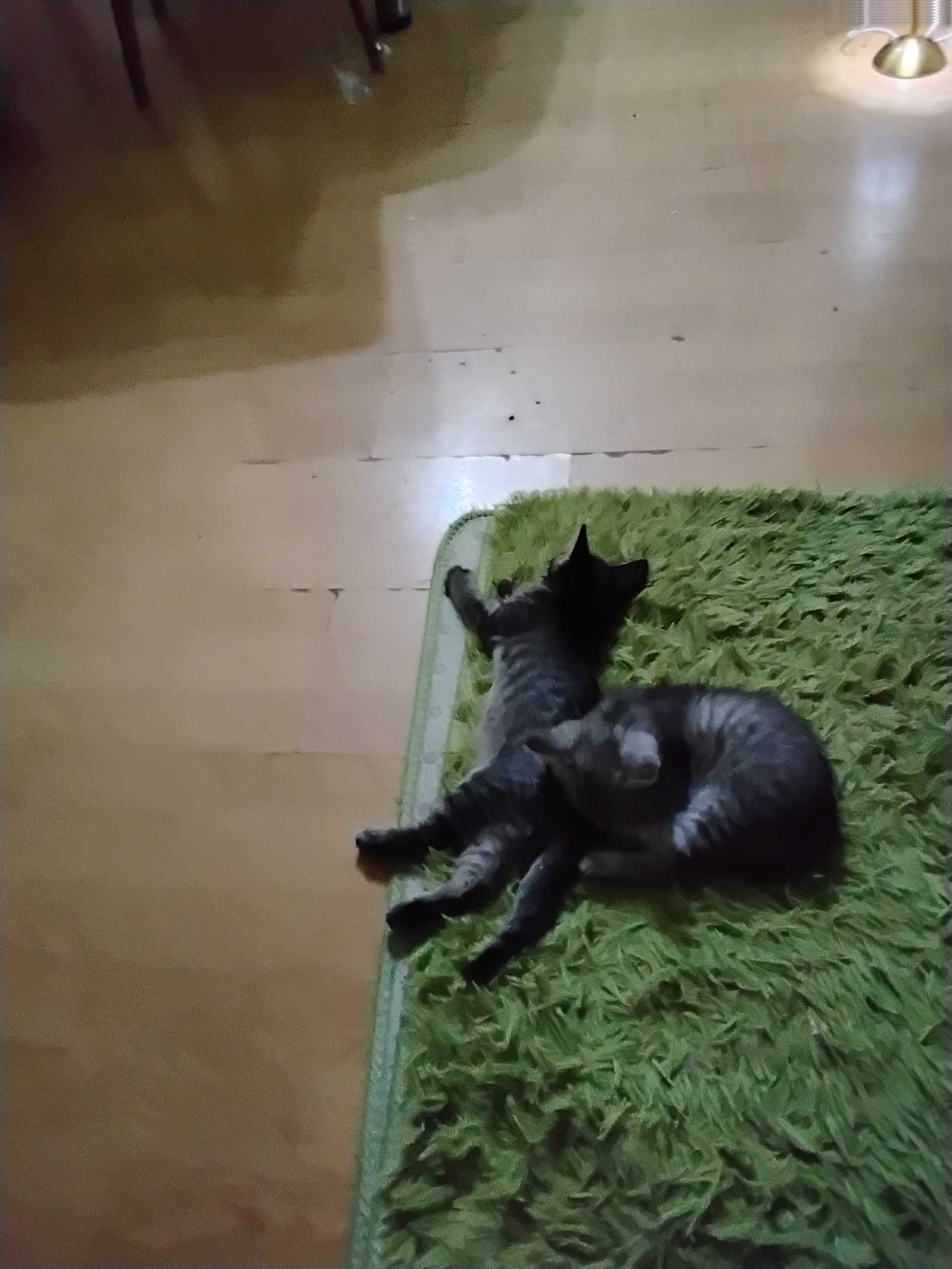 Котенок добрым хозяевам