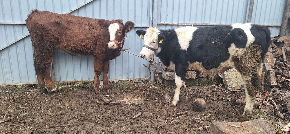 Vand 2 vitele de 4 luni