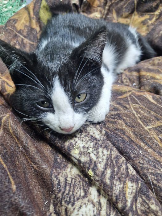 Отдам котенка в добрый руки.