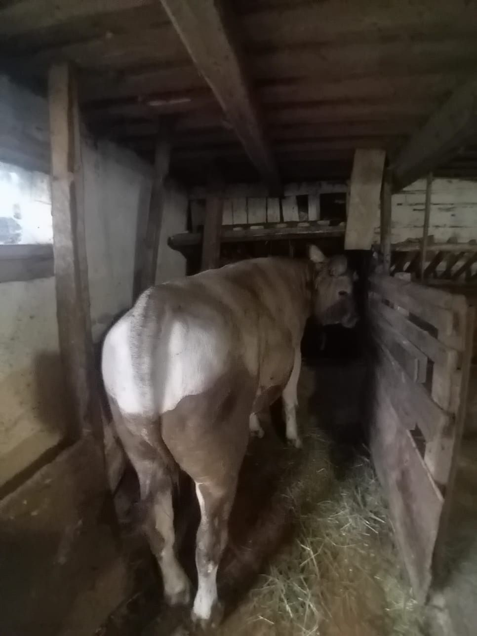 Vând taur de un an