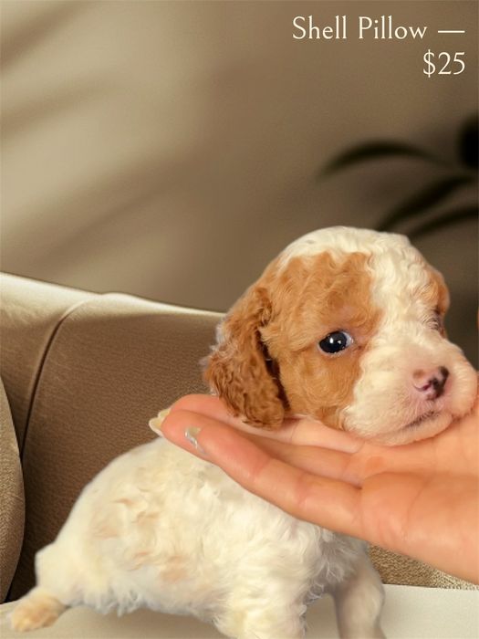 Мини пудели търсят стопани