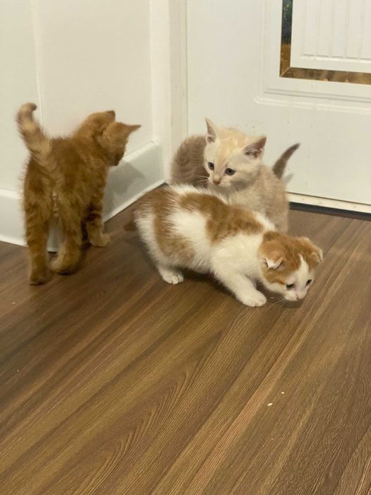 Шотландская вислоухая и прямоухая