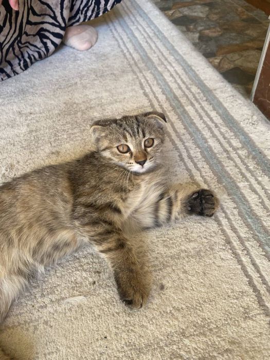 Кошки Скоттиш Фолд