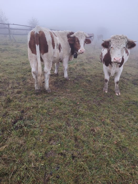 Junci batata romanesca