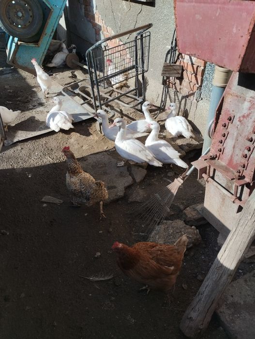 Неми патици 20лева бройката