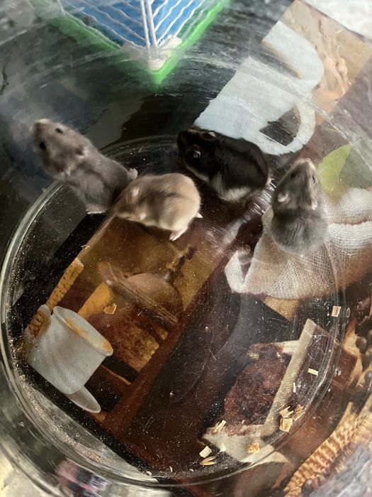 Donez hamsteri pitici