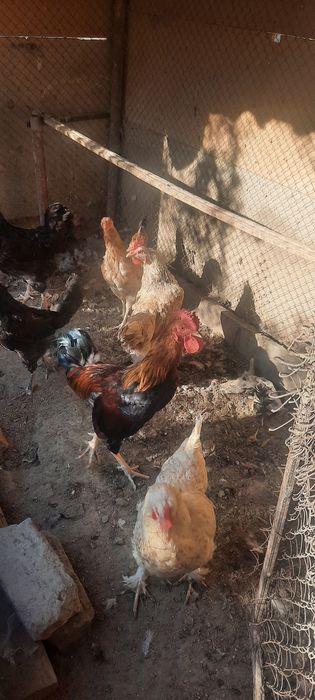 Товуклар сотилади (хонаки)