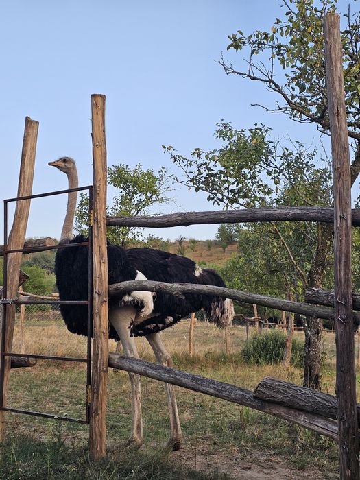 Vând struți de 1 an