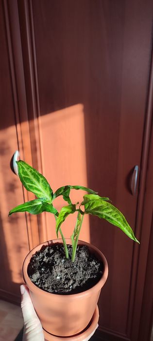 Продам комнатный цветок Сингониум