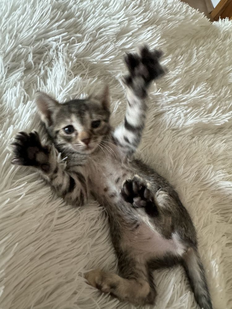 Doua Pisicute spre adoptie