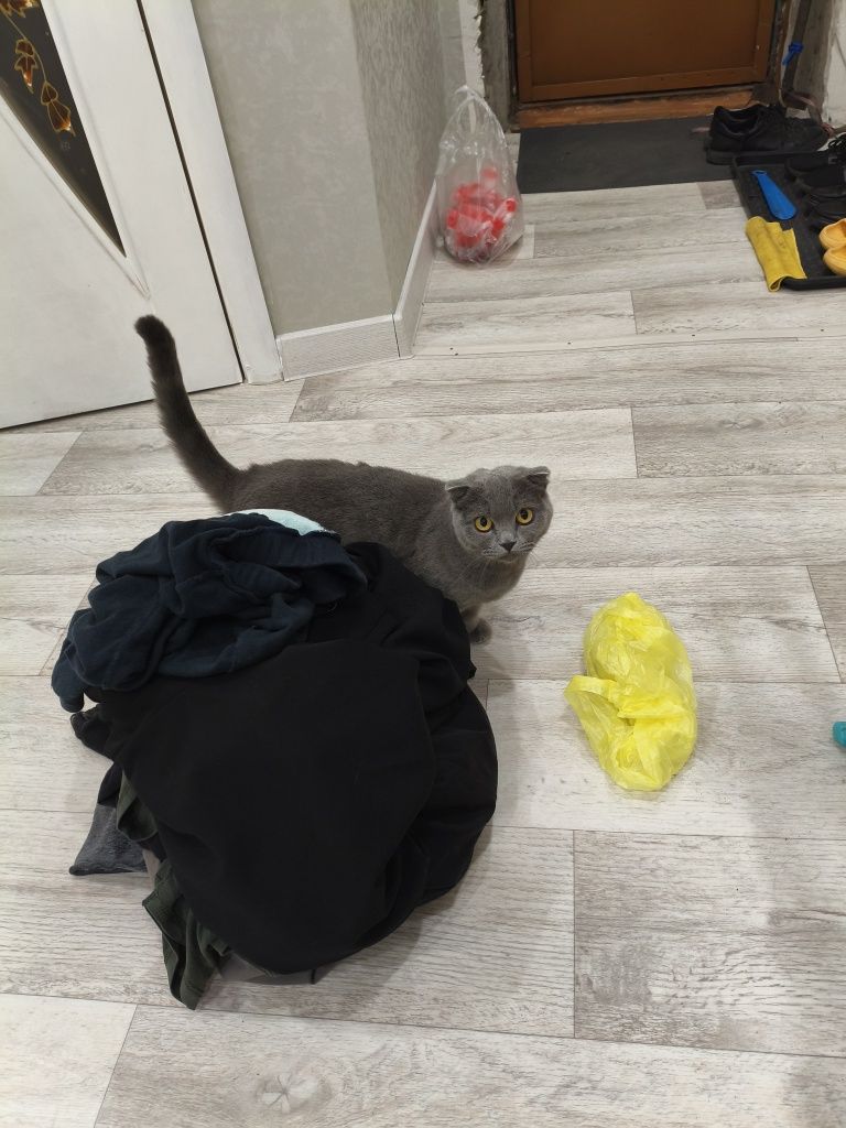 Отдам кошку вислоухую