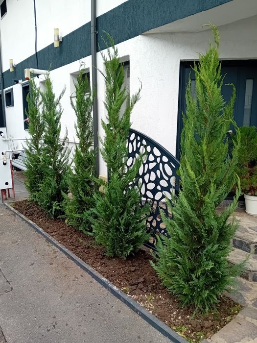 Vând chiparos cupresus leylandi diferite dimensiuni