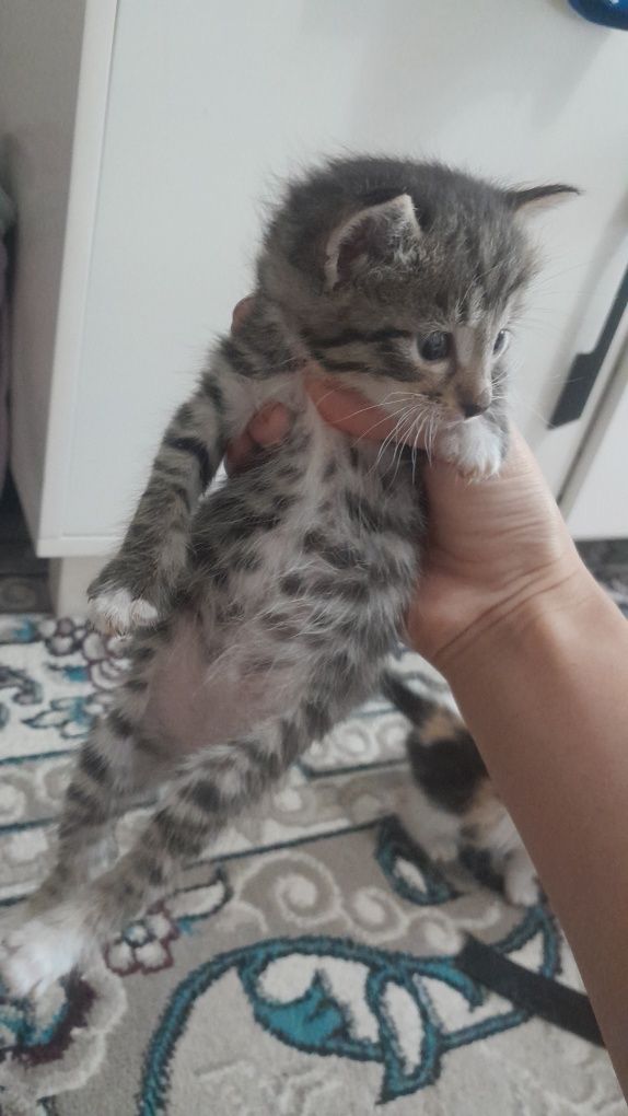 Серый котёнок мальчик