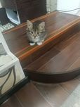 Котенок мальчик.