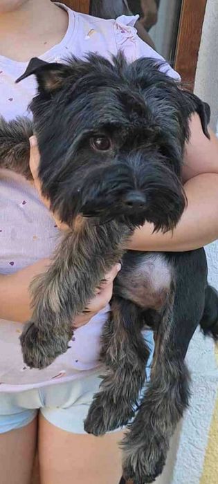 Йоркширски териер