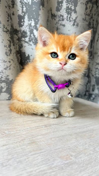 Zalatistiy shinshila ny12 britan sotiladi