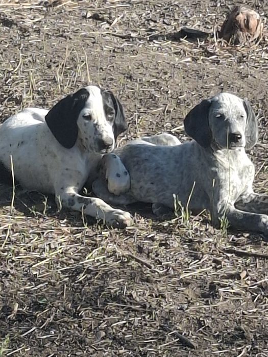 Щенки охотничьей породы умные ласковые