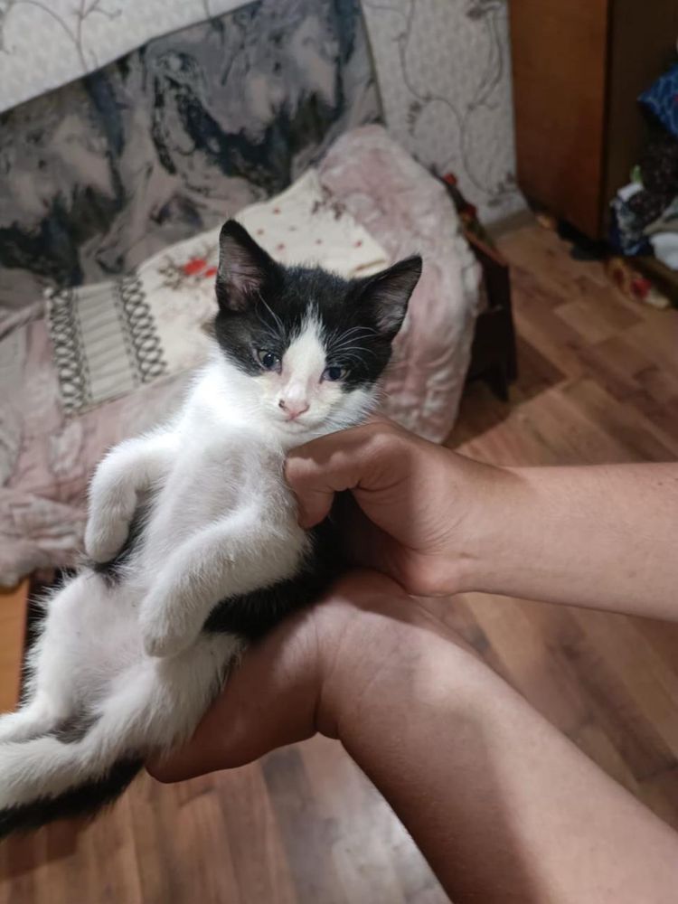 Отдам котят в добрые руки! Безответственных просьба не беспокоить