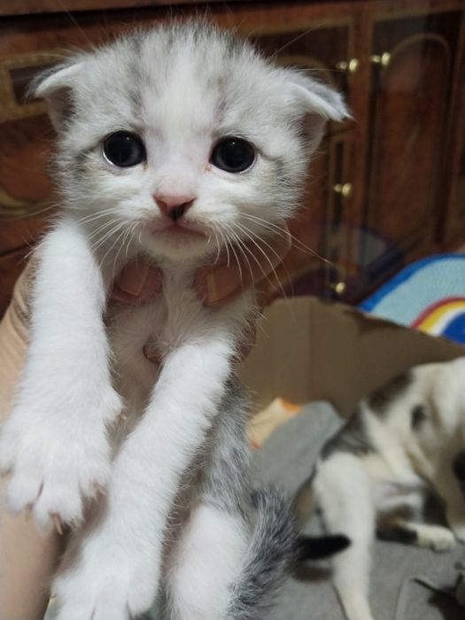 Продам вислоухих котят