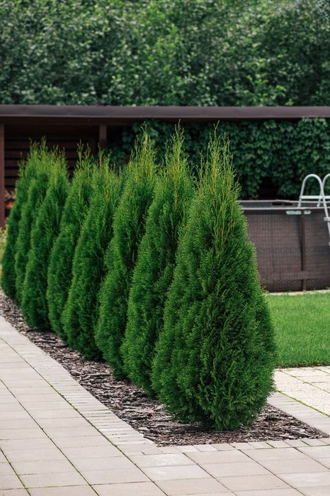 Tuia occidentalis smaragd,  calitate extra, pepiniera,gard viu, copaci