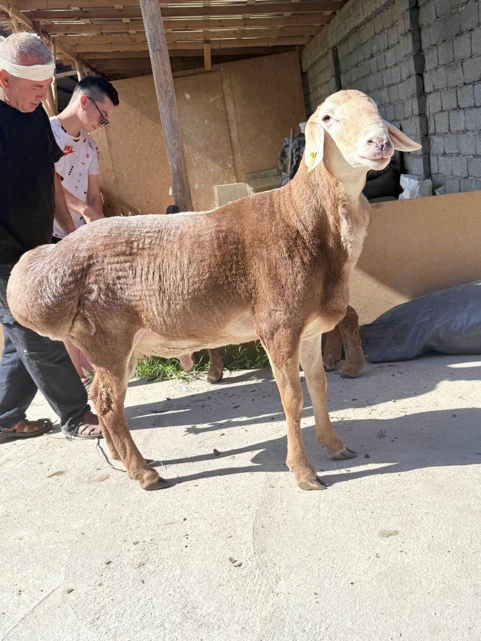 Arashan qozi qochqorlari