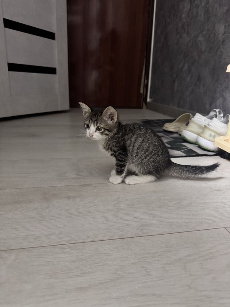 Отдам домашних котят в добрые руки
