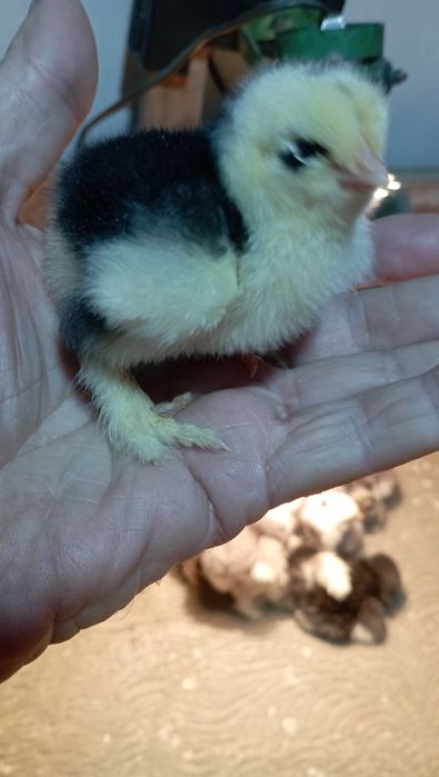 Подарите на новый год