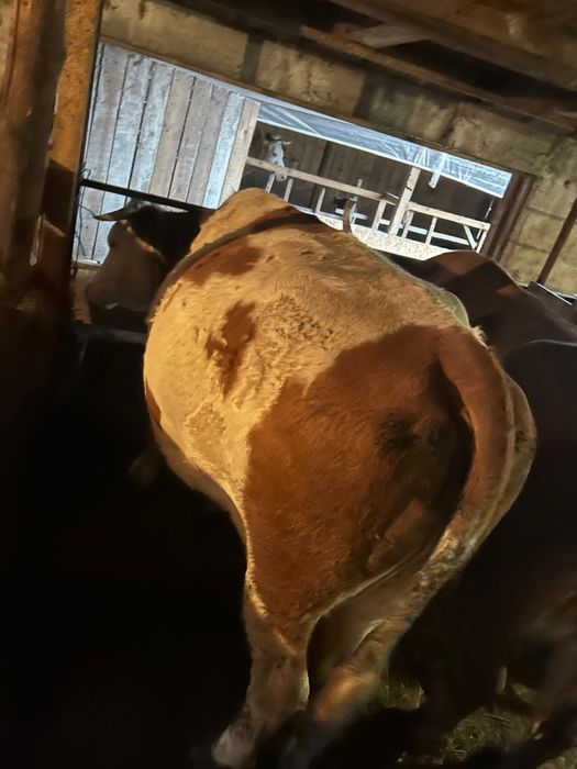 Vaca de abator,pt mai multe informații la tele.