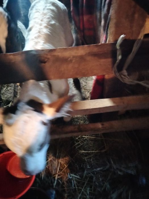 Продам три бычка сементал