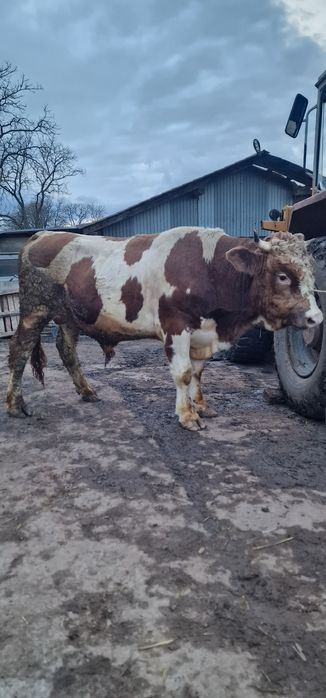 Vand doi tauri baltati