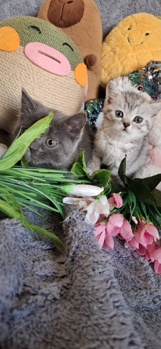 Шотландские котята