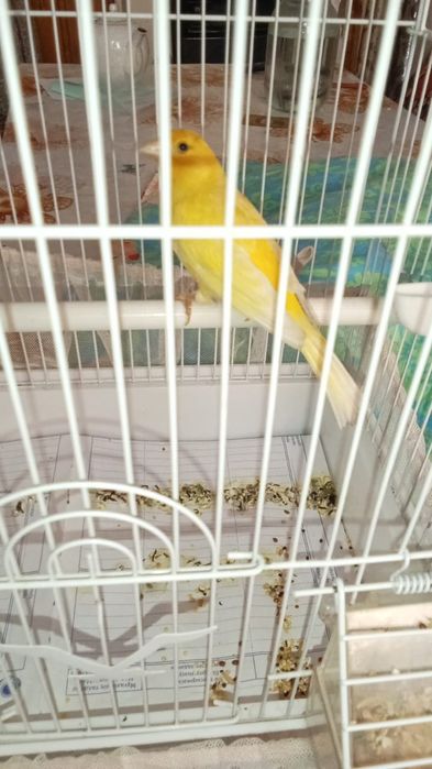 Канарейка канарейка канарейка