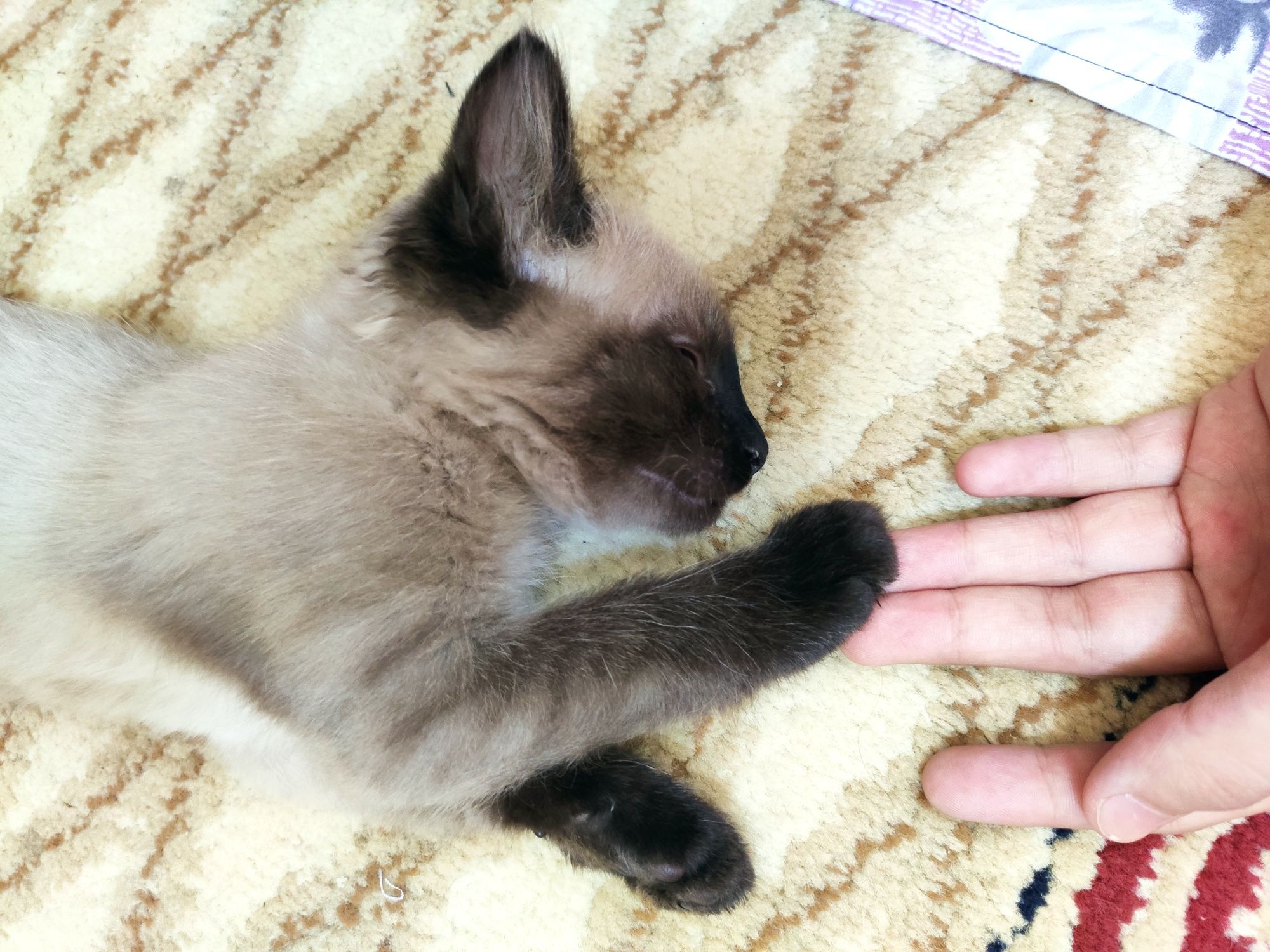 Сиамский котёнок мальчик 1.5 месяца