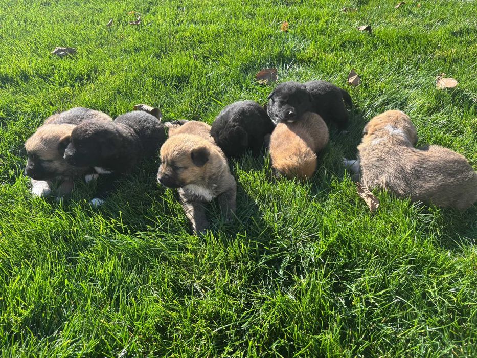 Ofer spre adoptie 7 catelusi super simpatici