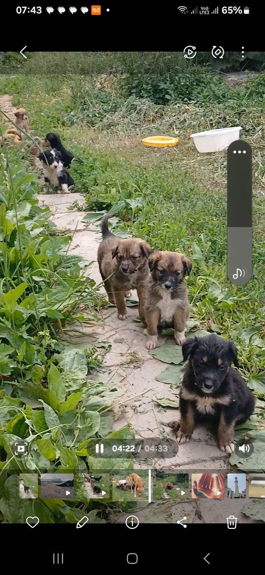 Продам Тазы с щенками