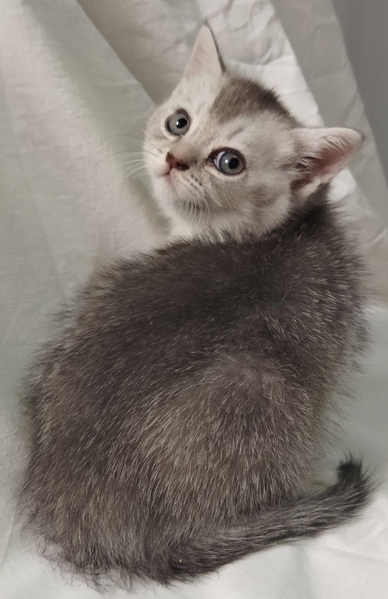 Шотландские котята.