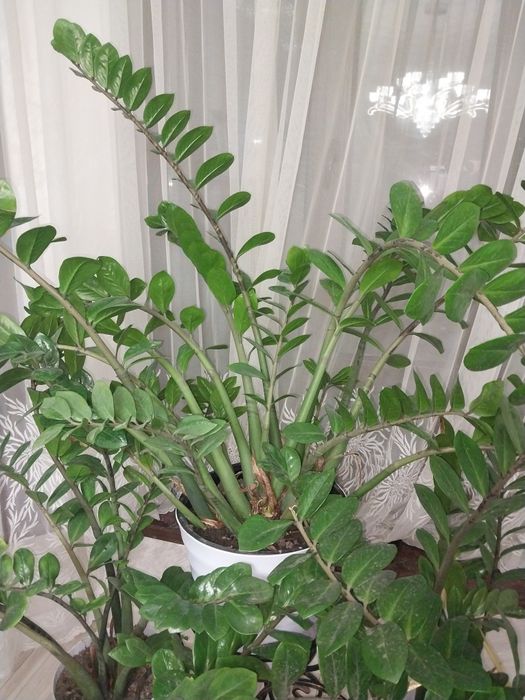 Доллар цветы 7 штук