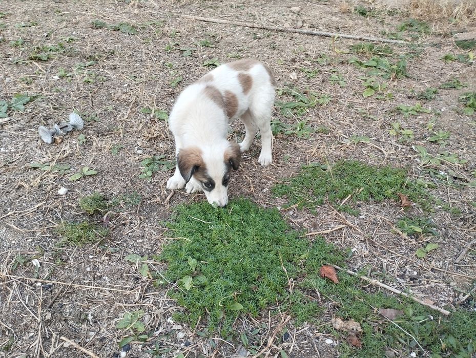 Кучук 2 ойли совгага