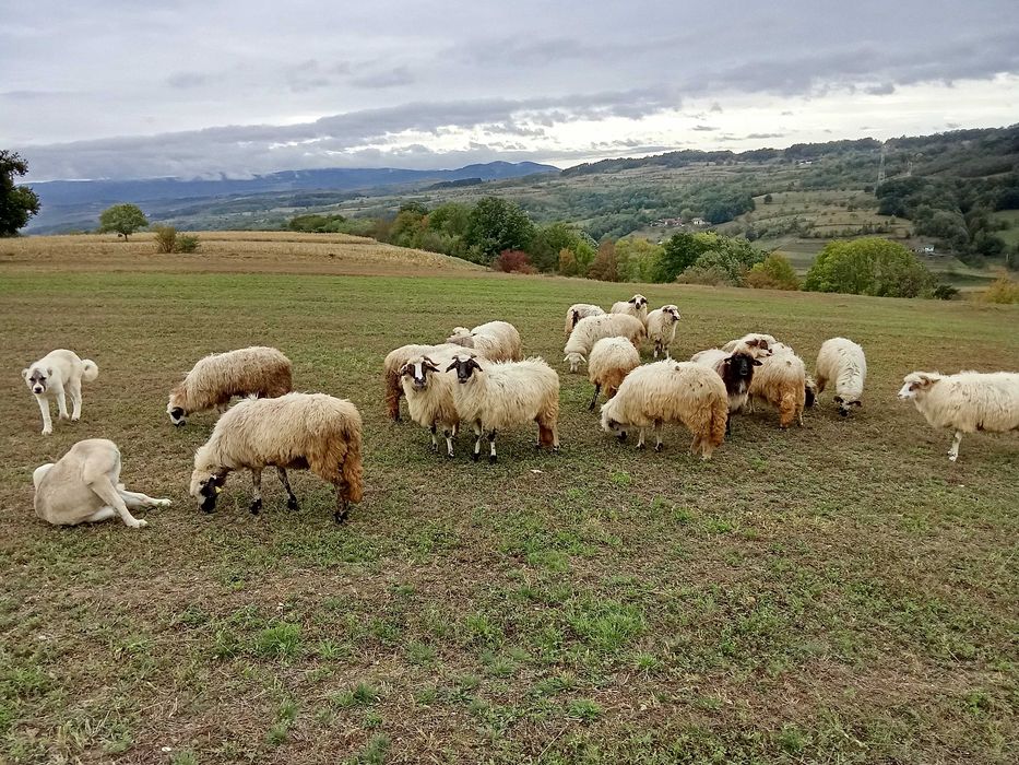 Oi și capre de vanzare