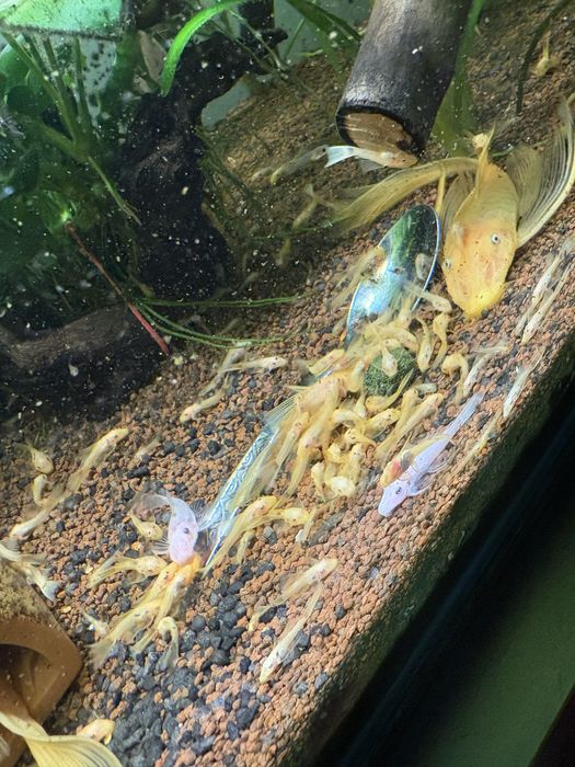 Vand pesti de acvariu ancistrusi l144 cu voalati