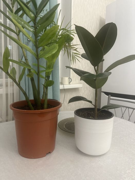 Заберу ваши растения в любом состоянии