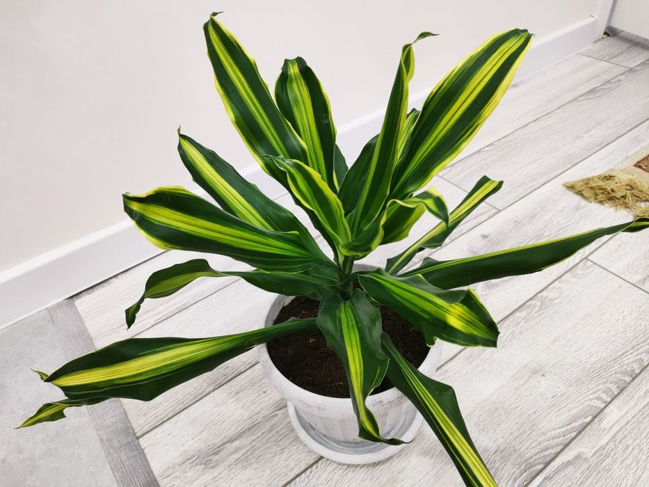 Комнатные растения, доставка