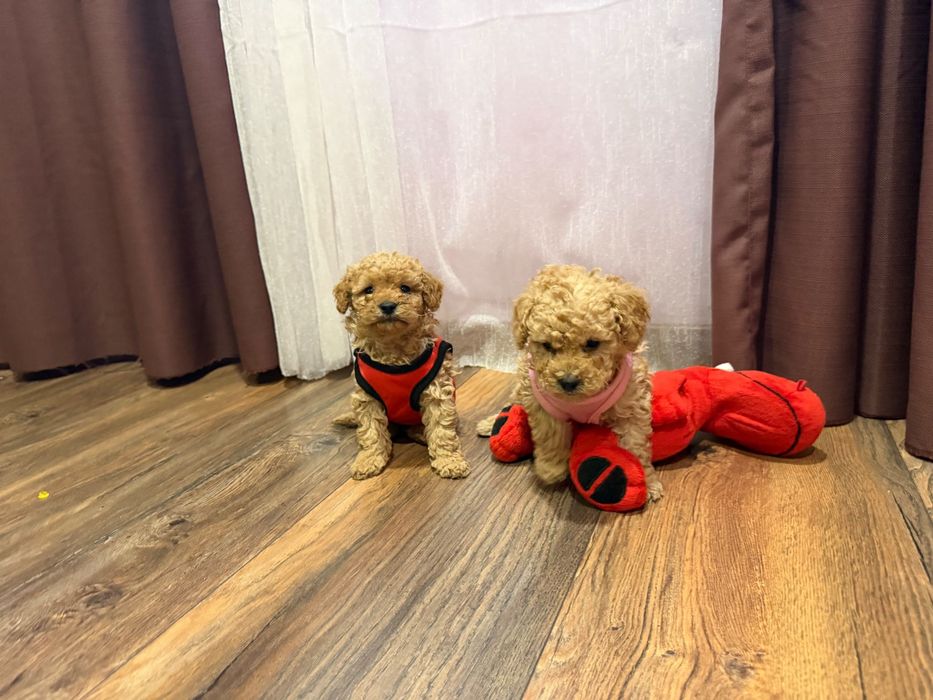 Пудел той, пуделчета