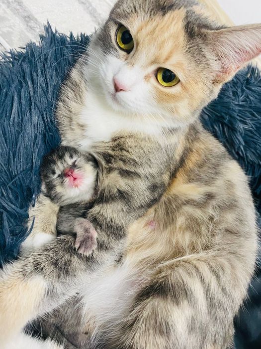 Кошка с котенком (скоттиш страйт)